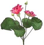 Waterlily
